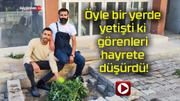 Öyle bir yerde yetişti ki görenleri hayrete düşürdü!