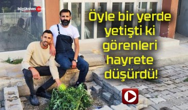 Öyle bir yerde yetişti ki görenleri hayrete düşürdü!