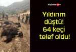 Yıldırım düştü! 64 keçi telef oldu!