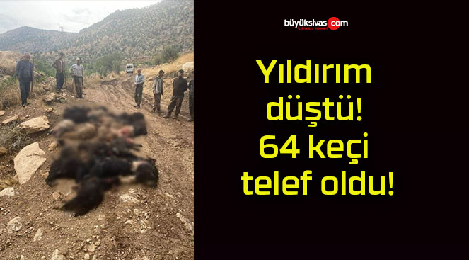 Yıldırım düştü! 64 keçi telef oldu!