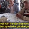 Sivas’tan ‘fıstığın başkenti’ Gaziantep’e fıstık gönderiyorlar!