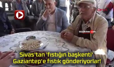 Sivas’tan ‘fıstığın başkenti’ Gaziantep’e fıstık gönderiyorlar!