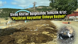 Sivas Ahırlar Bölgesinde Temizlik Krizi: “Pislikten Hayvanlar Ölmeye Başladı”