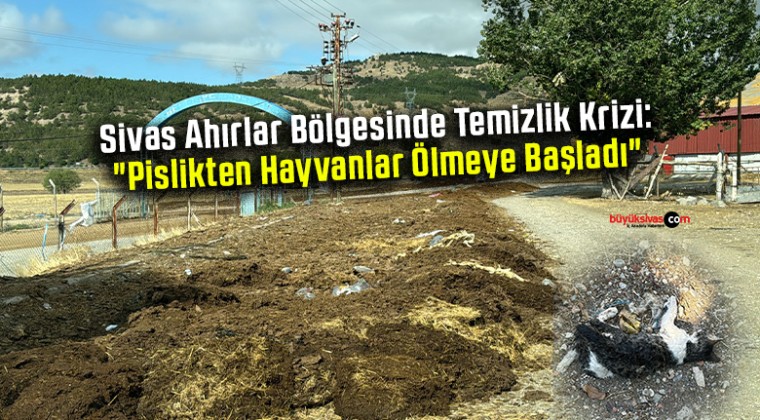 Sivas Ahırlar Bölgesinde Temizlik Krizi: “Pislikten Hayvanlar Ölmeye Başladı”