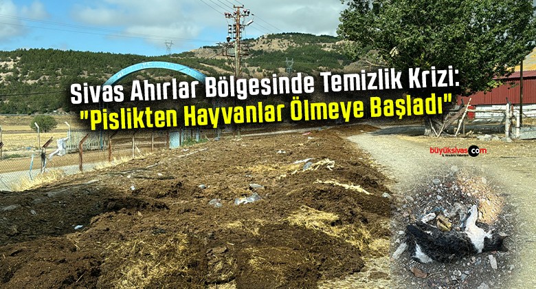 Sivas Ahırlar Bölgesinde Temizlik Krizi: “Pislikten Hayvanlar Ölmeye Başladı”