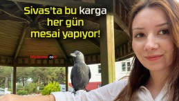 Sivas’ta bu karga her gün mesai yapıyor!