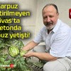 Karpuz yetiştirilmeyen Sivas’ta betonda karpuz yetişti!