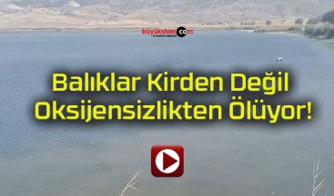 Sivas Ulaş’ta balıklar kirden değil oksijensizlikten ölüyor!