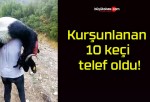 Kurşunlanan 10 keçi telef oldu!