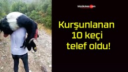 Kurşunlanan 10 keçi telef oldu!