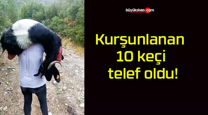 Kurşunlanan 10 keçi telef oldu!