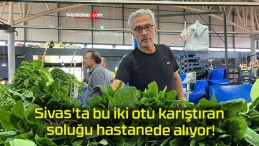 Sivas’ta bu iki otu karıştıran soluğu hastanede alıyor!