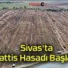 Sivas’ta Pattis Hasadı Başladı!