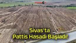 Sivas’ta Pattis Hasadı Başladı!