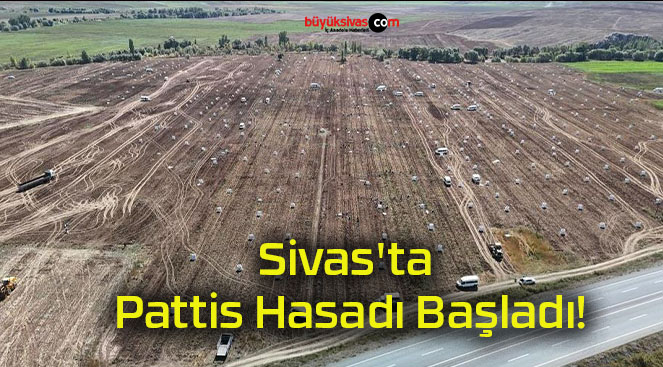 Sivas’ta Pattis Hasadı Başladı!