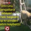 Ömrünü Kangallara adayan dernek başkanı kalp krizinden hayatını kaybetti!