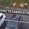 Mevlana Vali Zübeyir Kemelek Ortaokulu Mevkiinde Köpek Sorunu