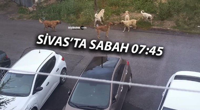 Mevlana Vali Zübeyir Kemelek Ortaokulu Mevkiinde Köpek Sorunu