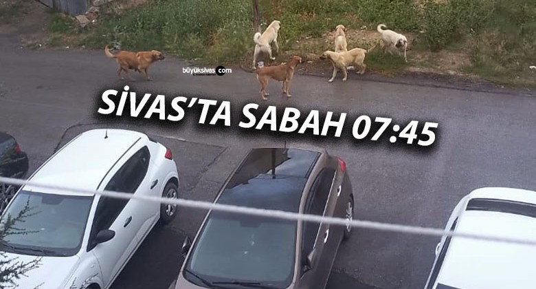 Mevlana Vali Zübeyir Kemelek Ortaokulu Mevkiinde Köpek Sorunu