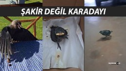 Sivas’ın Fenomen Kargası “Şakir” Değil, “Karadayı” İmiş!