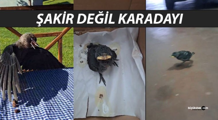 Sivas’ın Fenomen Kargası “Şakir” Değil, “Karadayı” İmiş!