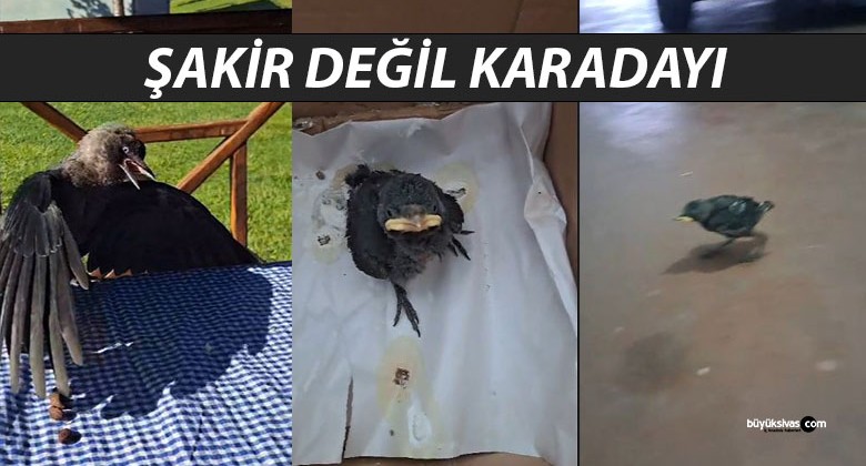 Sivas’ın Fenomen Kargası “Şakir” Değil, “Karadayı” İmiş!