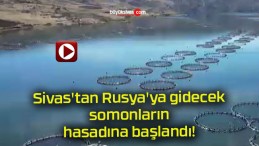 Sivas’tan Rusya’ya gidecek somonların hasadına başlandı!