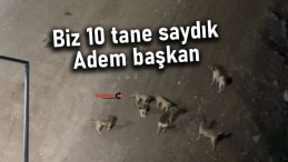 Kardeşler Mahallesi’nde Başıboş Köpek Sorunu Vatandaşları Tedirgin Ediyor