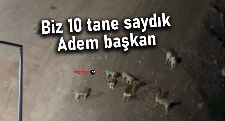 Kardeşler Mahallesi’nde Başıboş Köpek Sorunu Vatandaşları Tedirgin Ediyor