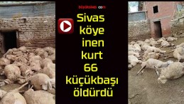 Sivas köye inen kurt 66 küçükbaşı öldürdü