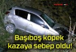 Başıboş köpek kazaya sebep oldu!