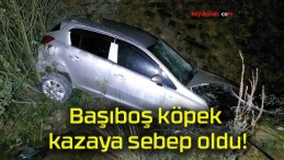 Başıboş köpek kazaya sebep oldu!