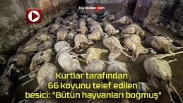 Kurtlar tarafından 66 koyunu telef edilen besici: “Bütün hayvanları boğmuş”