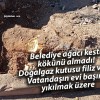 Sivas’ta Belediye Ağacı Kesti, Kökü Hala Zarar Veriyor