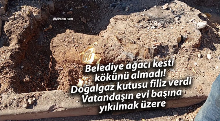 Sivas’ta Belediye Ağacı Kesti, Kökü Hala Zarar Veriyor