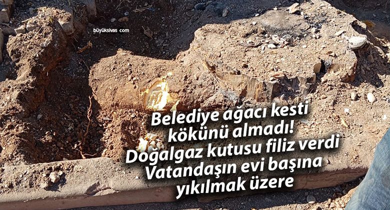 Sivas’ta Belediye Ağacı Kesti, Kökü Hala Zarar Veriyor