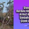 Sivas Durdulu Köyü’nde Armut Ağacı Sonbaharda Çiçek Açtı