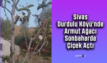 Sivas Durdulu Köyü’nde Armut Ağacı Sonbaharda Çiçek Açtı