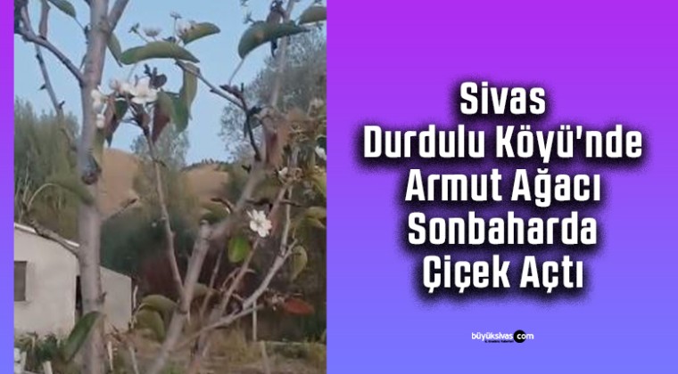 Sivas Durdulu Köyü’nde Armut Ağacı Sonbaharda Çiçek Açtı