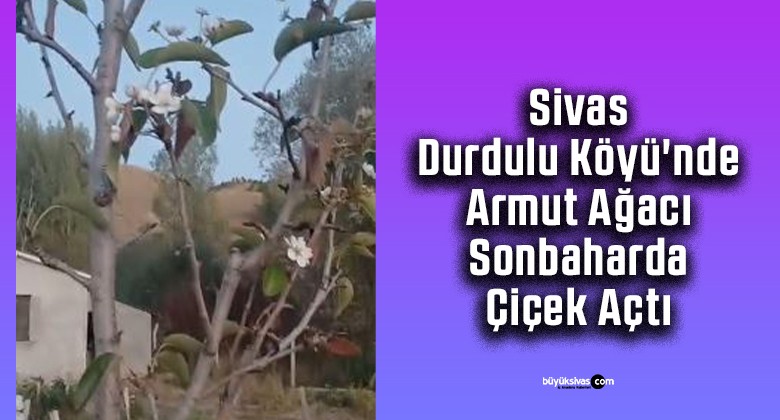 Sivas Durdulu Köyü’nde Armut Ağacı Sonbaharda Çiçek Açtı