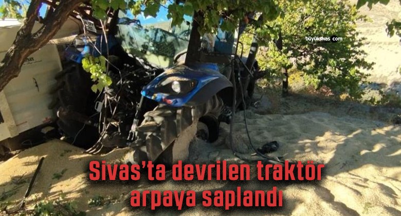 Sivas’ta arpa yüklü traktör devrildi, traktör arpaya gömüldü