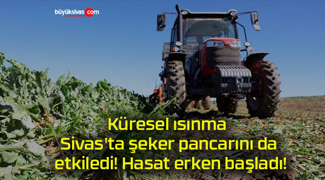 Küresel ısınma Sivas’ta şeker pancarını da etkiledi! Hasat erken başladı!