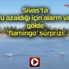 Sivas’ta suyu azaldığı için alarm veren gölde ‘flamingo’ sürprizi!