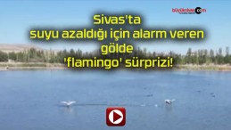 Sivas’ta suyu azaldığı için alarm veren gölde ‘flamingo’ sürprizi!