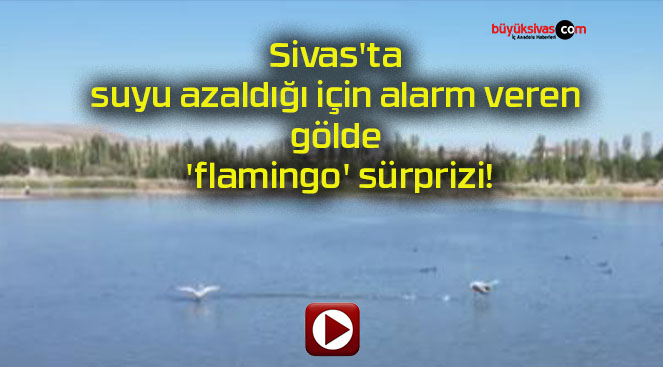 Sivas’ta suyu azaldığı için alarm veren gölde ‘flamingo’ sürprizi!