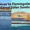 Ulaş Gölü’nde Su Seviyesi Düşerken Flamingolar Görsel Şölen Sundu