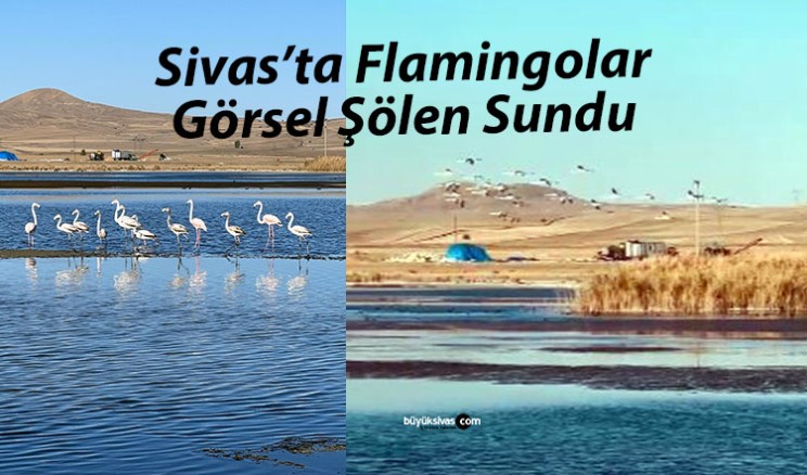 Ulaş Gölü’nde Su Seviyesi Düşerken Flamingolar Görsel Şölen Sundu