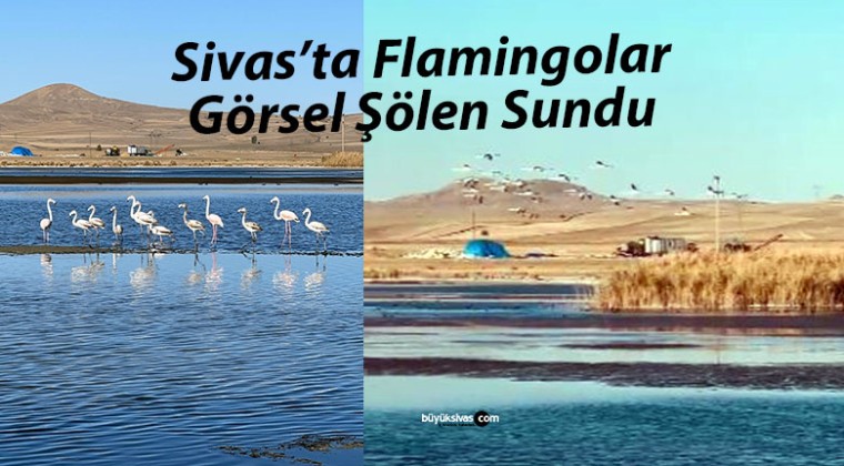 Ulaş Gölü’nde Su Seviyesi Düşerken Flamingolar Görsel Şölen Sundu