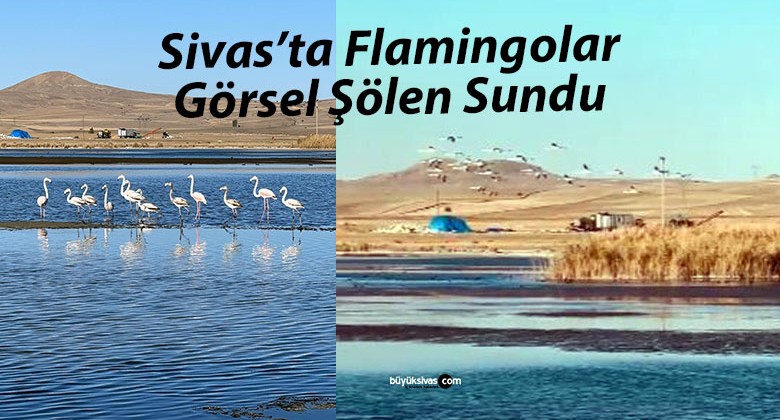 Ulaş Gölü’nde Su Seviyesi Düşerken Flamingolar Görsel Şölen Sundu