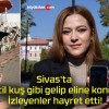 Sivas’ta evcil kuş gibi gelip eline kondu! İzleyenler hayret etti!